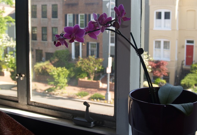 My Pet Orchid at one month old